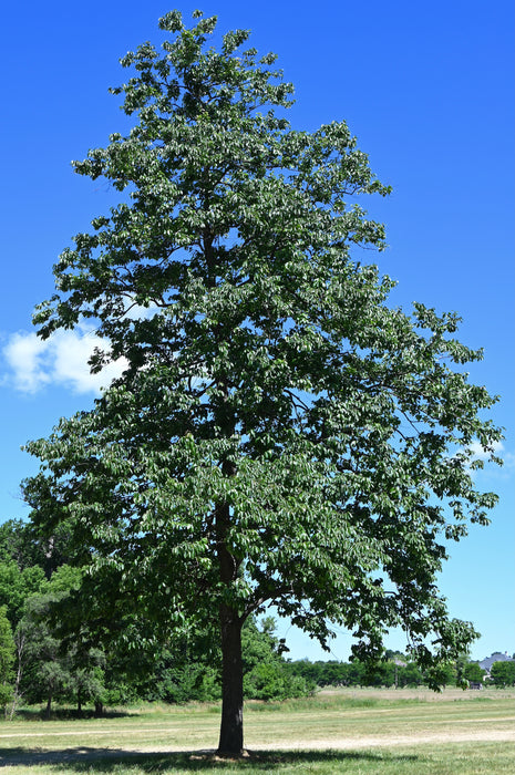 American Persimmon (Diospyros virginiana)
