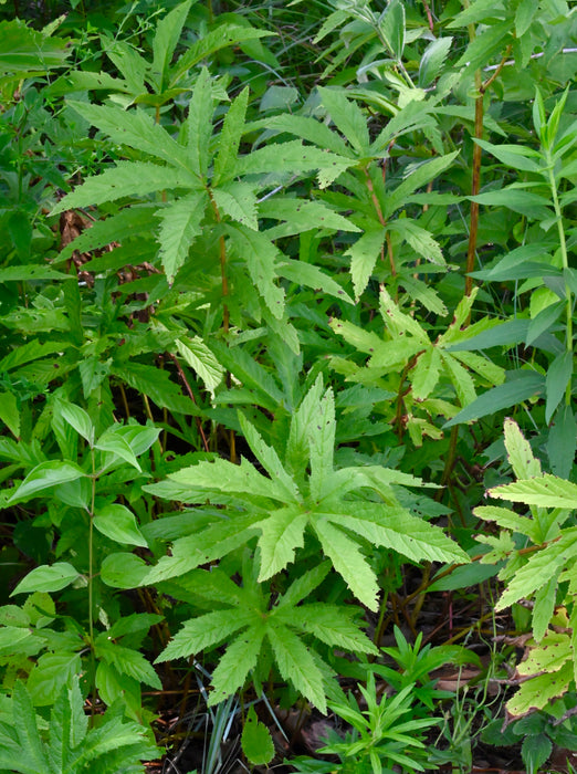 Queen of the Prairie (Filipendula rubra) 2x2x3" Pot