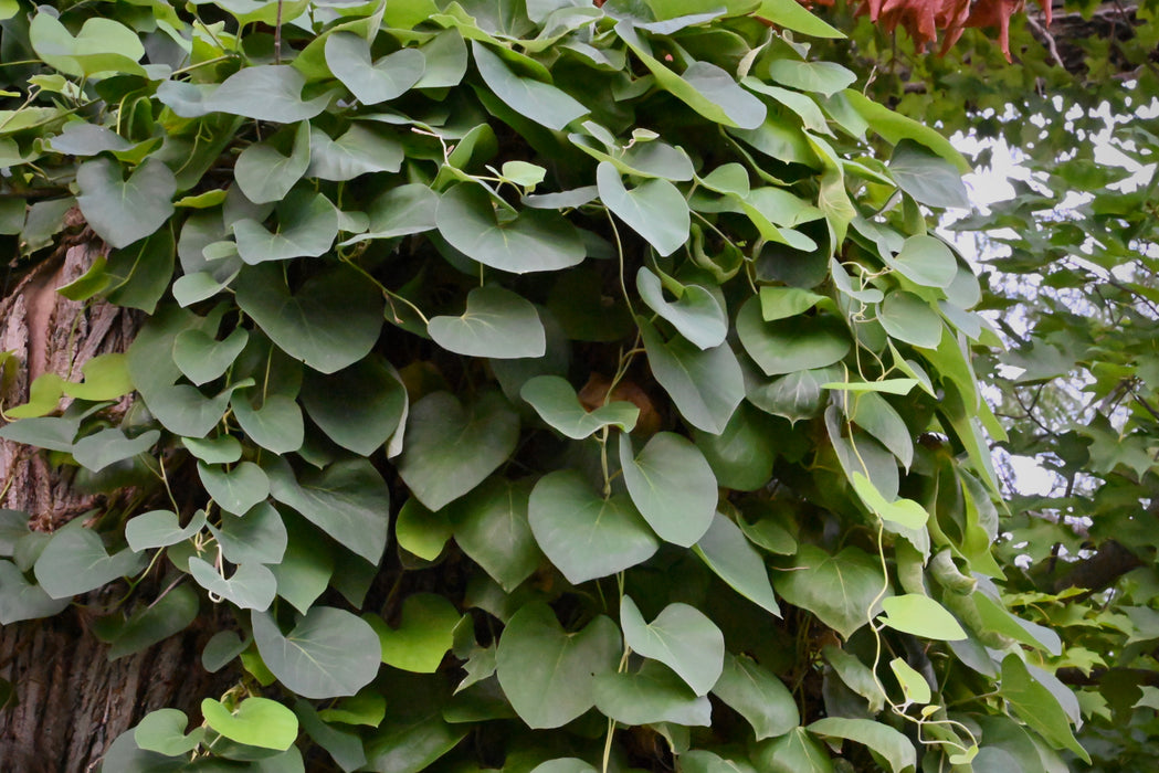 Wooly Pipevine (Isotrema tomentosum, formerly Aristolochia tomentosa)