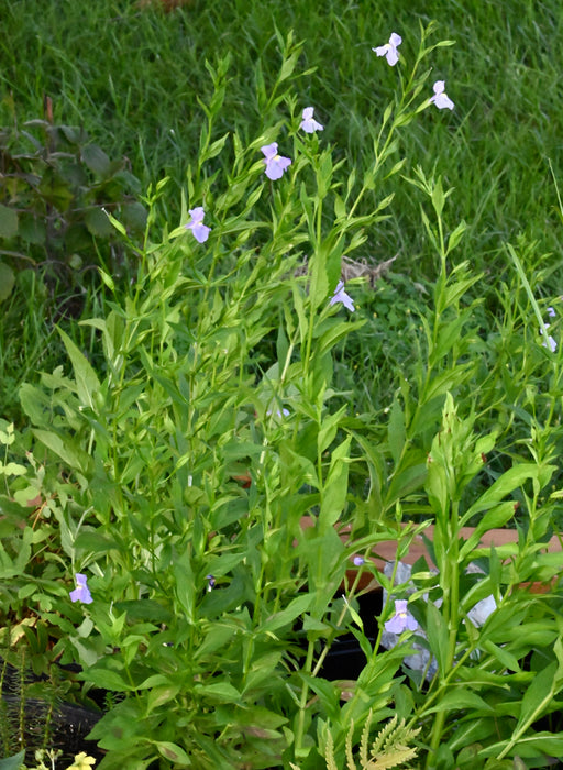 Monkeyflower (Mimulus ringens) 2x2x3" Pot
