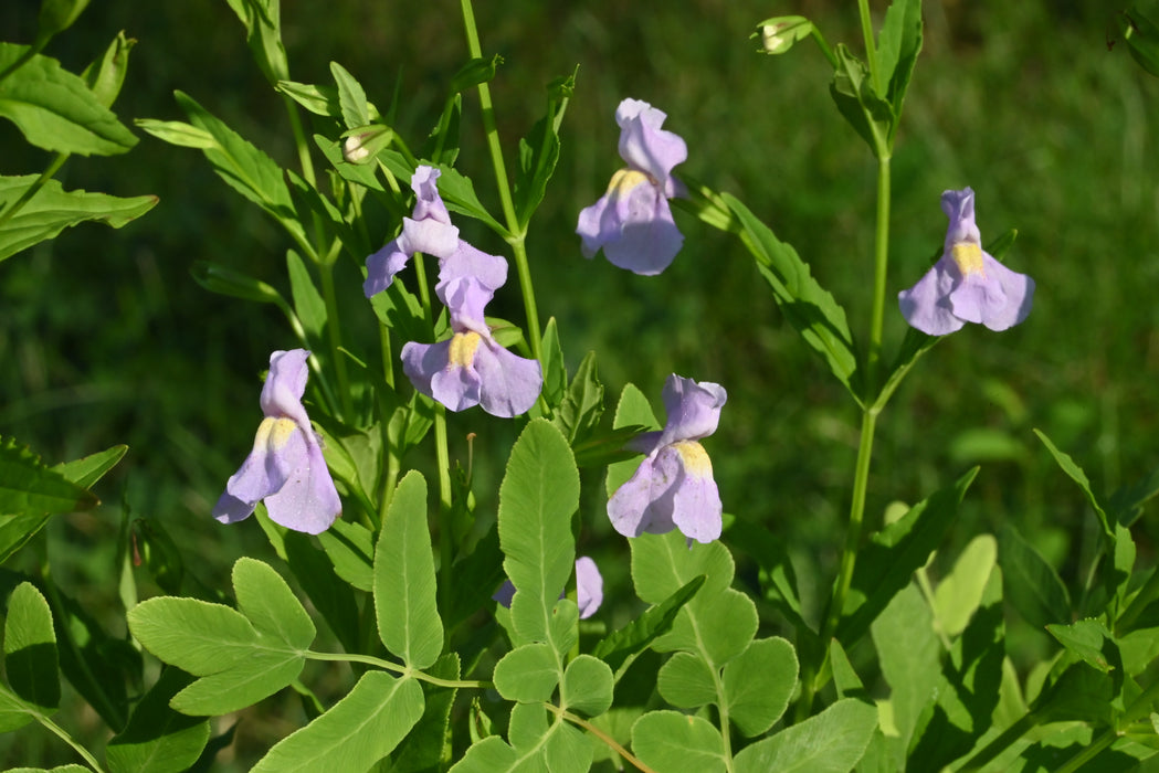 Monkeyflower (Mimulus ringens) 2x2x3" Pot