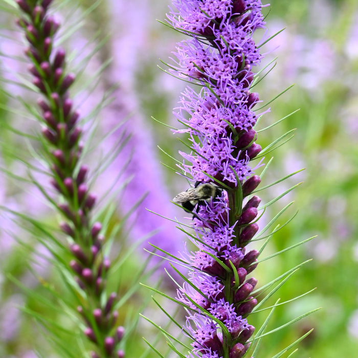 Dense Blazing Star (Liatris spicata) 2x2x3" Pot
