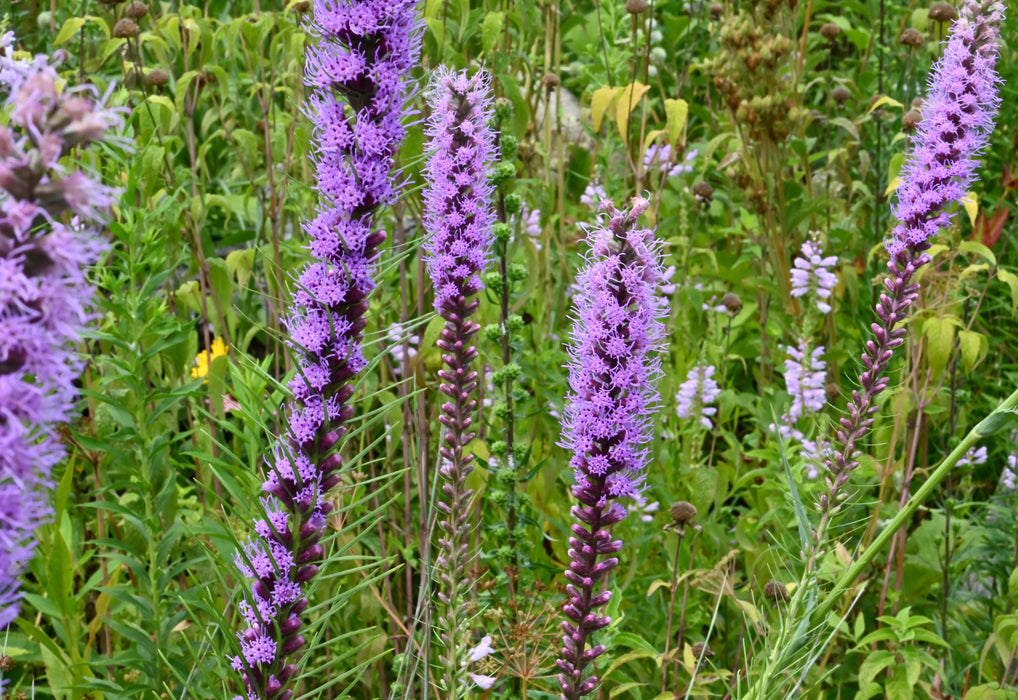 Dense Blazing Star (Liatris spicata) 1 GAL
