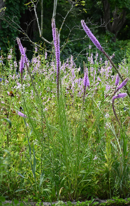 Dense Blazing Star (Liatris spicata) 1 GAL