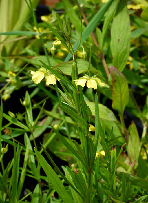Prairie Loosestrife (Lysimachia quadriflora)