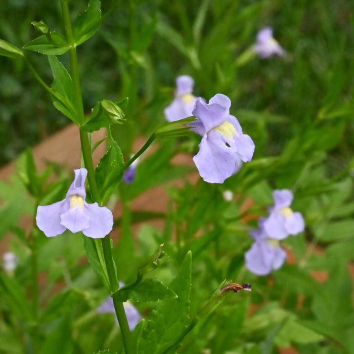 Monkeyflower (Mimulus ringens) 2x2x3" Pot