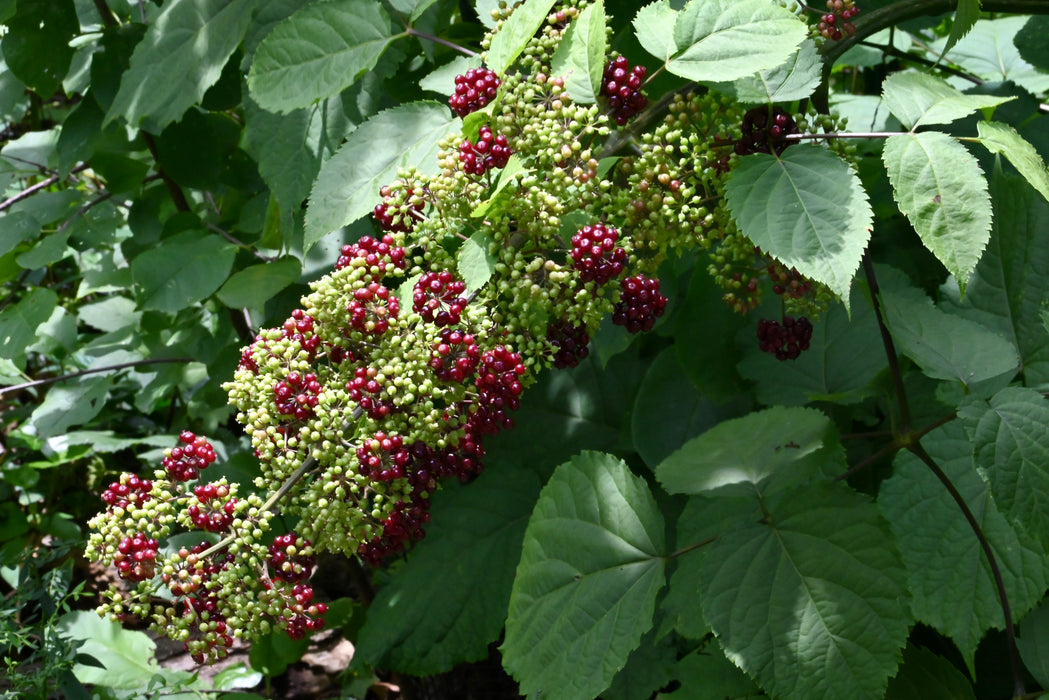 Spikenard (Aralia racemosa)