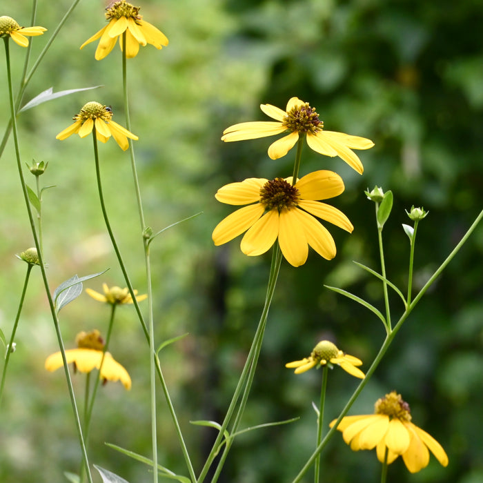 Green-headed Coneflower (Rudbeckia laciniata) 2x2x3" Pot