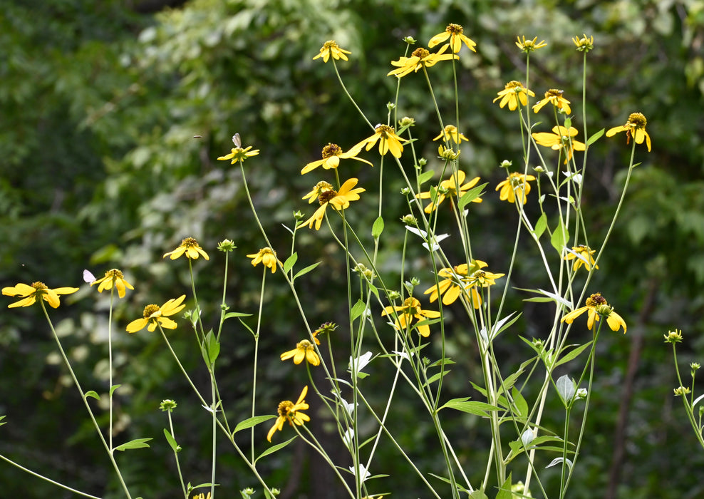 Green-headed Coneflower (Rudbeckia laciniata) 2x2x3" Pot