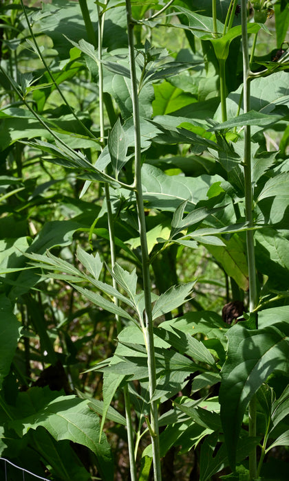 Green-headed Coneflower (Rudbeckia laciniata) 2x2x3" Pot