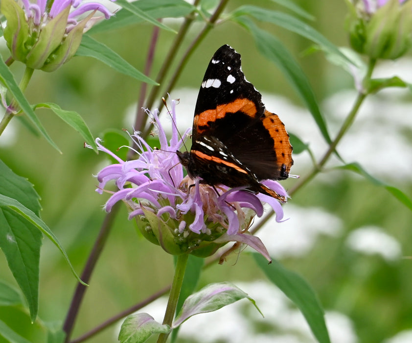 Wild Bee Balm (Monarda fistulosa) 2x2x3" Pot