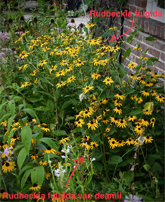 Deam’s Black-eyed Susan (Rudbeckia fulgida var. deamii)