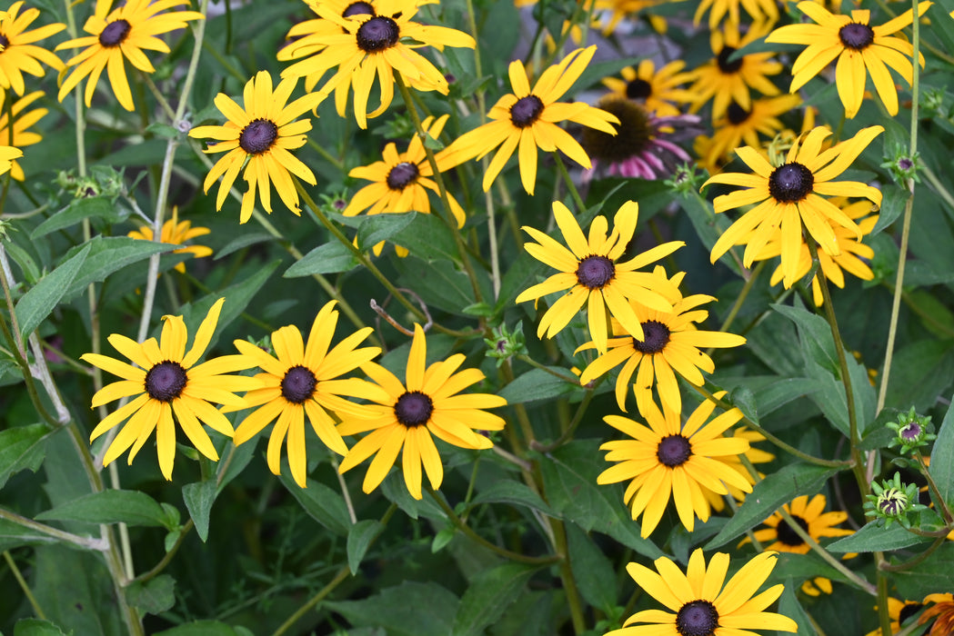 Deam’s Black-eyed Susan (Rudbeckia fulgida var. deamii)