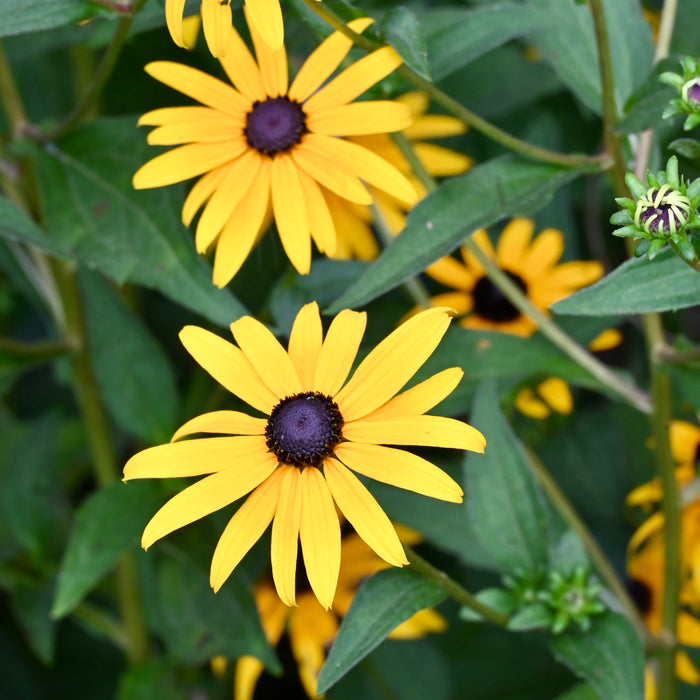 Deam’s Black-eyed Susan (Rudbeckia fulgida var. deamii)
