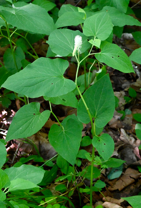 Lizard's Tail (Saururus cernuus) BARE ROOT