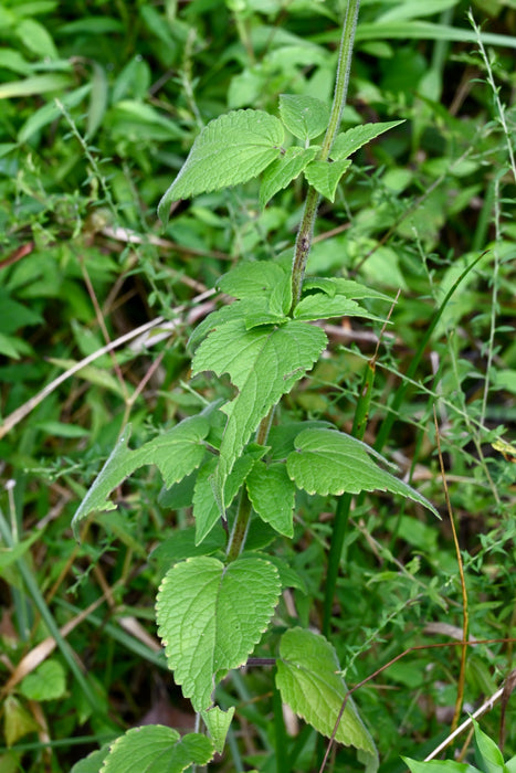 Giant Purple Hyssop (Agastache scrophulariifolia)