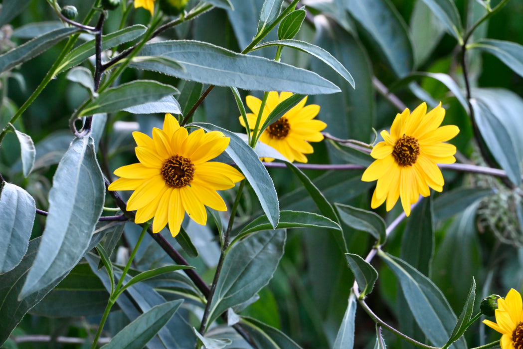 Seed Pack - Showy Sunflower (Helianthus pauciflorus)