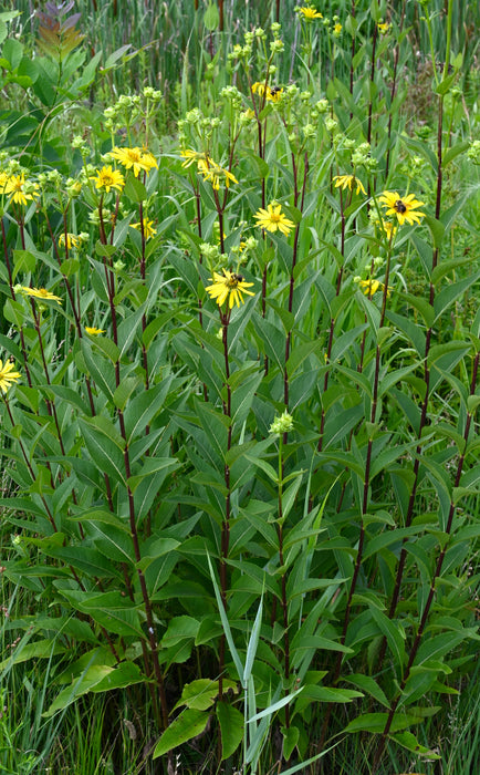 Seed Pack - Rosinweed (Silphium integrifolium)