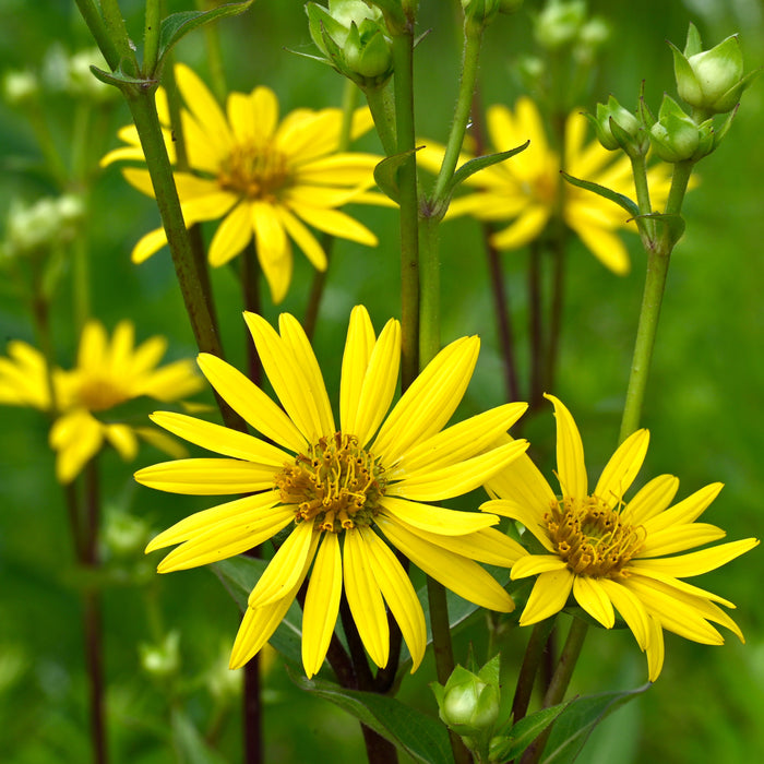 Seed Pack - Rosinweed (Silphium integrifolium)