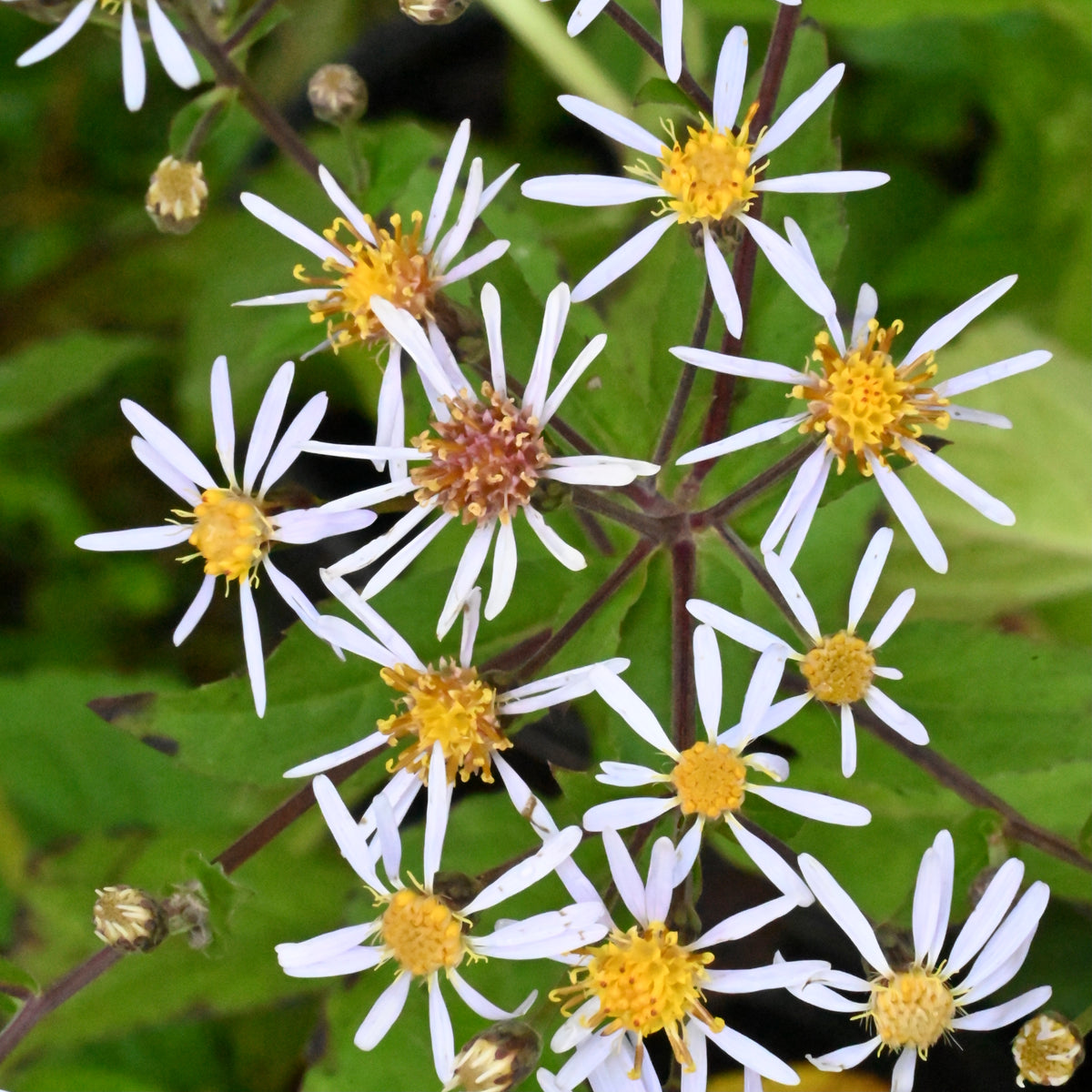 Bigleaf Aster (Eurybia macrophylla) 1 GAL — Native Plants Unlimited LLC