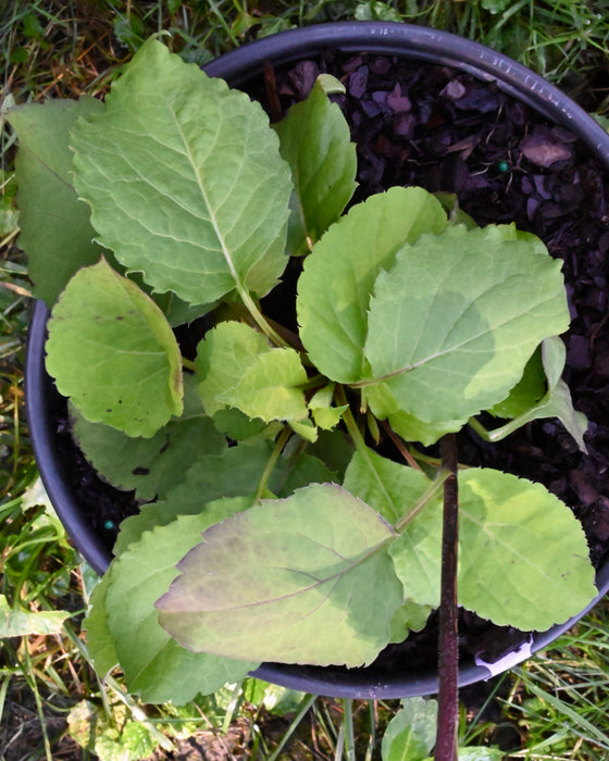 Bigleaf Aster (Eurybia macrophylla) 1 GAL