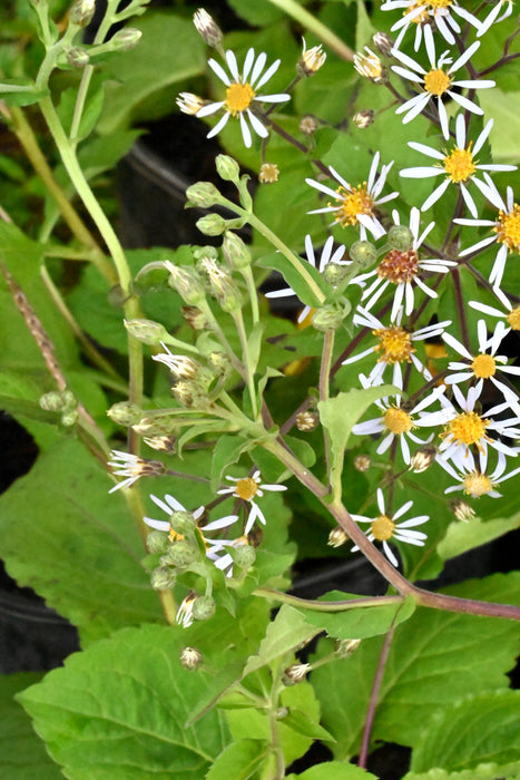 Bigleaf Aster (Eurybia macrophylla) 1 GAL