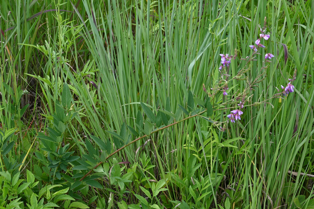 Showy Tick-trefoil (Desmodium canadense)
