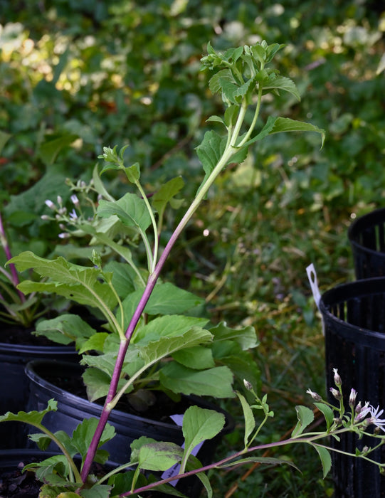 Bigleaf Aster (Eurybia macrophylla) 1 GAL