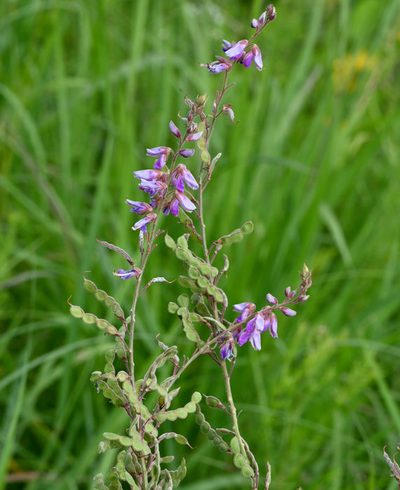 Showy Tick-trefoil (Desmodium canadense)