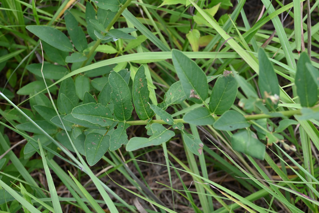 Showy Tick-trefoil (Desmodium canadense)
