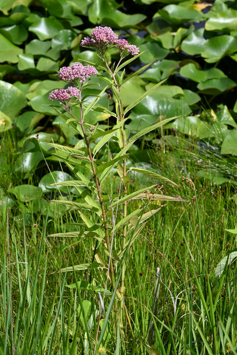 Marsh Milkweed (Asclepias incarnata) 2x2x3" Pot