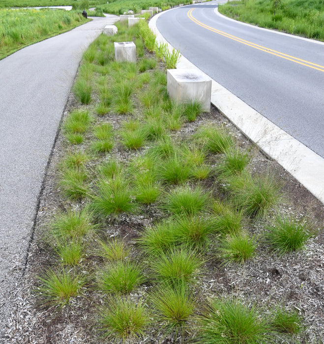 Prairie Dropseed (Sporobolus heterolepis) 2x2x3" Pot