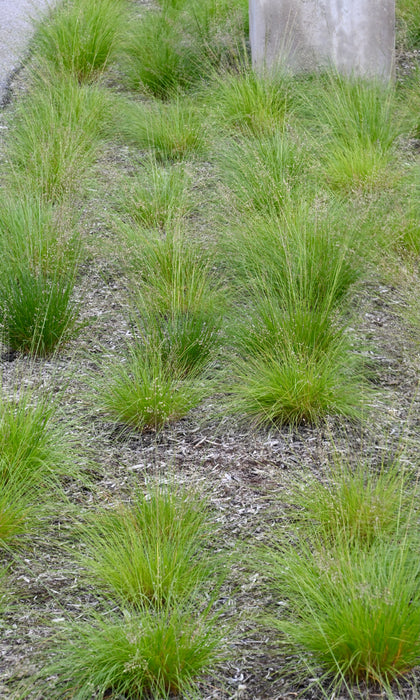 Prairie Dropseed (Sporobolus heterolepis) 2x2x3" Pot