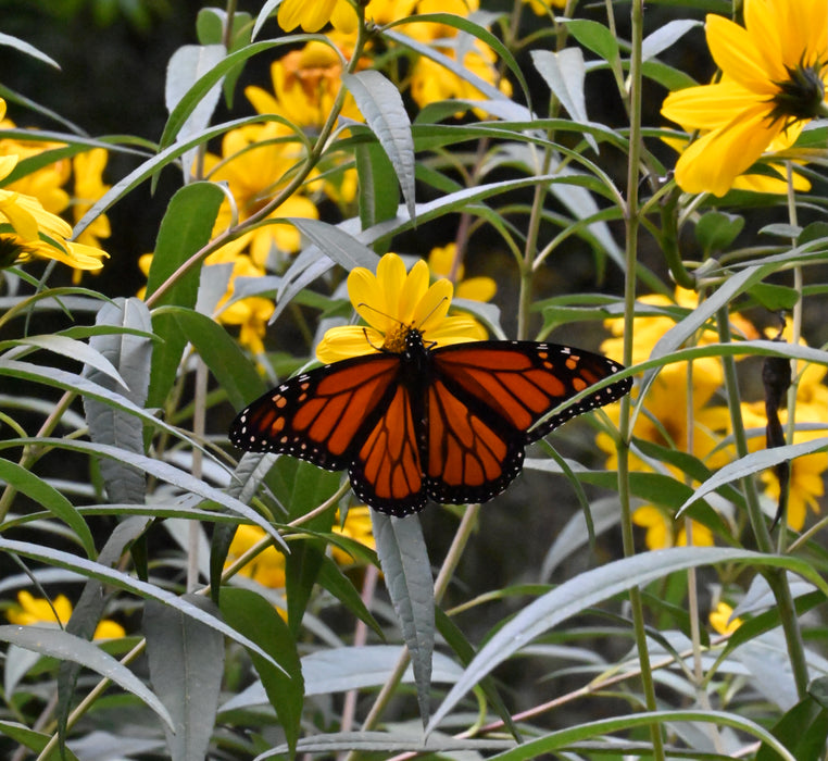 Sawtooth Sunflower (Helianthus grosseserratus) 2x2x3" Pot
