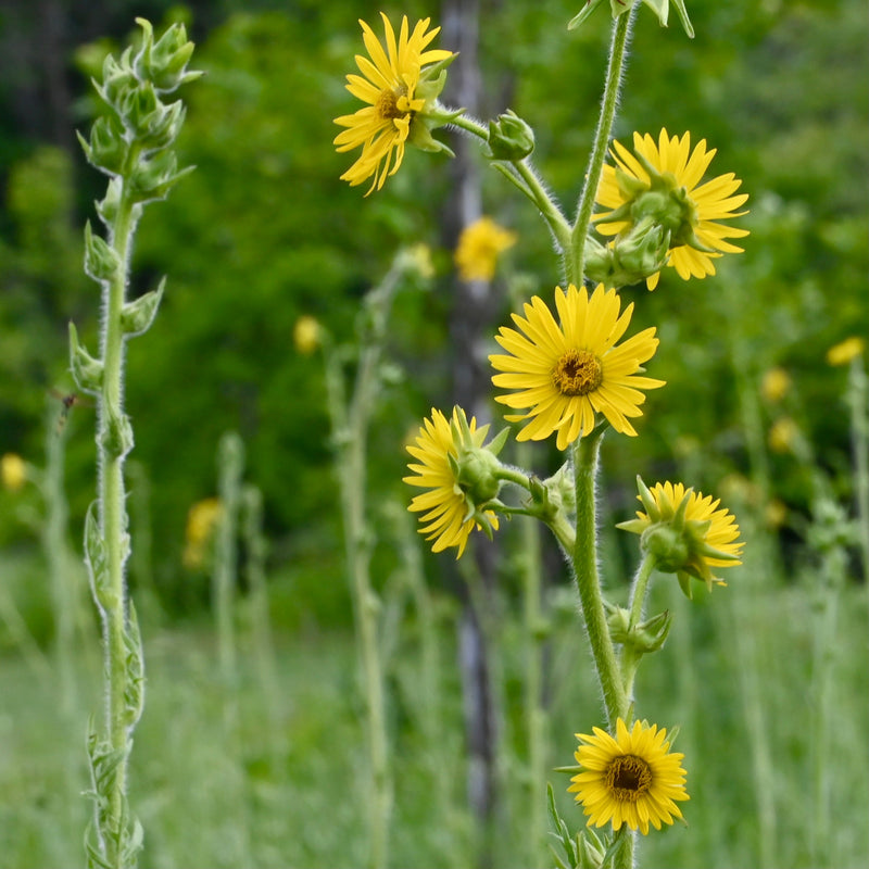 Seed Pack - Compass Plant (Silphium laciniatum)