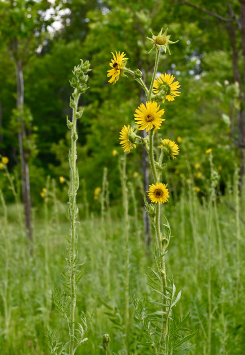 compass plant seeds Seed Pack