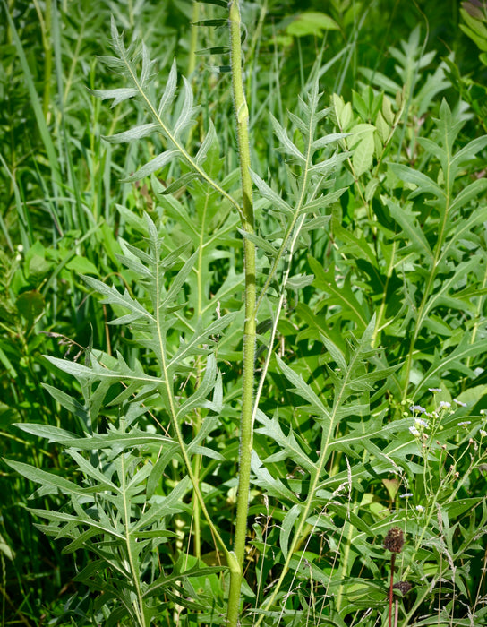 compass plant seed Seed Pack