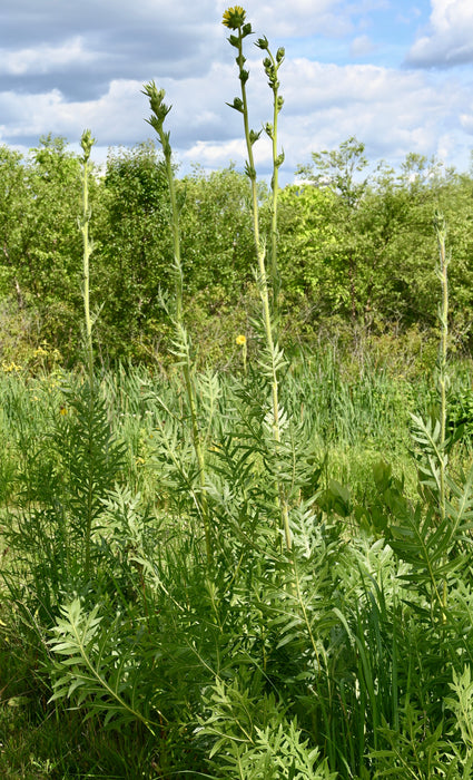 compass plant seed Seed Pack
