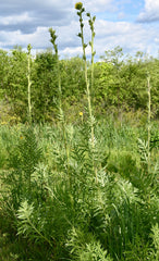 Seed Pack - Compass Plant (Silphium laciniatum)