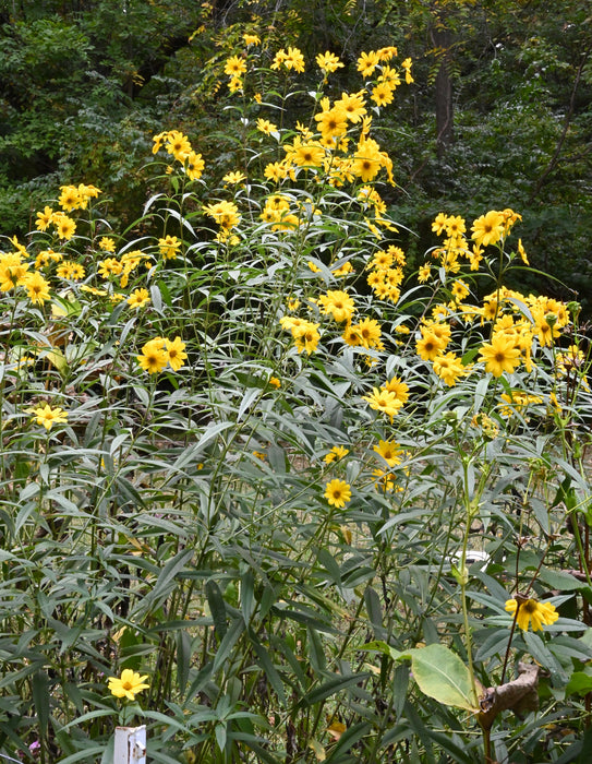 Sawtooth Sunflower (Helianthus grosseserratus) 2x2x3" Pot