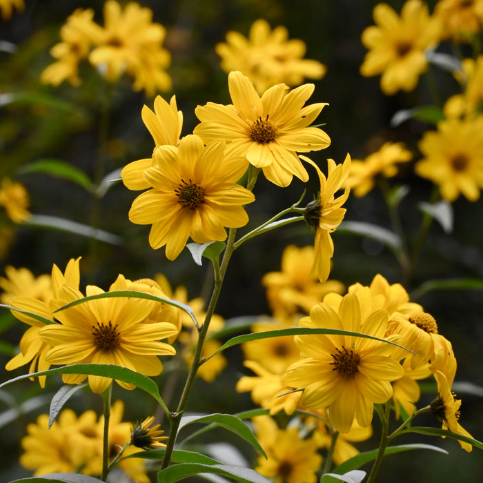 Sawtooth Sunflower (Helianthus grosseserratus) 2x2x3" Pot