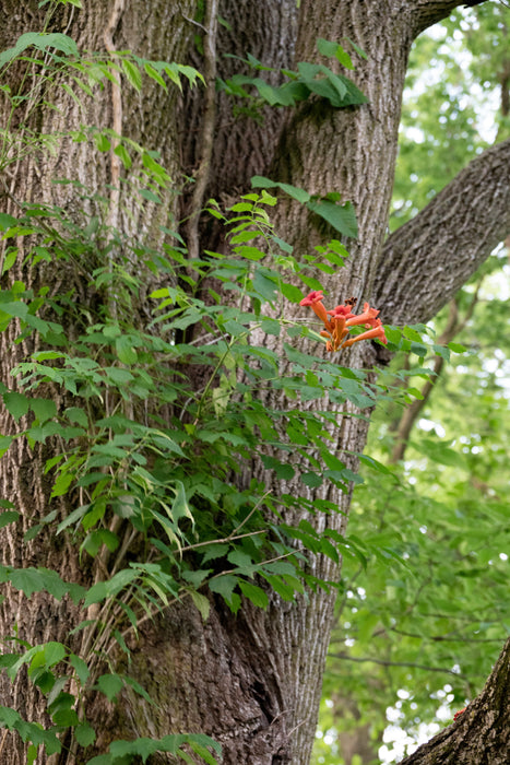 herbicide for trumpet vine Trumpet Creeper (Campsis radicans) — Native Plants Unlimited LLC