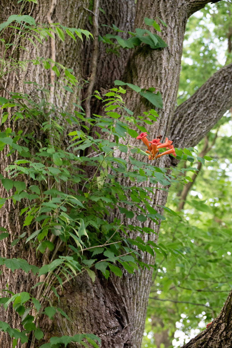 Trumpet Creeper (Campsis radicans)