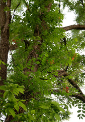 Trumpet Creeper (Campsis radicans)