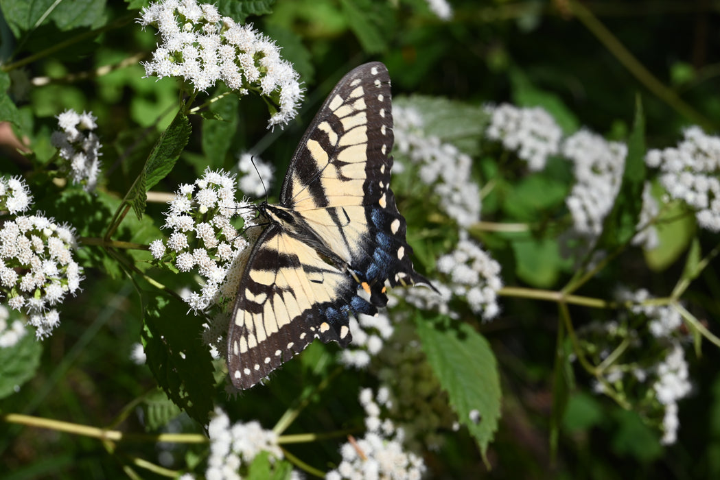 White Snakeroot (Ageratina altissima) 2x2x3" Pot