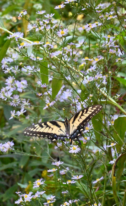 Seed Pack - Sky-blue Aster (Symphyotrichum oolentangiense)