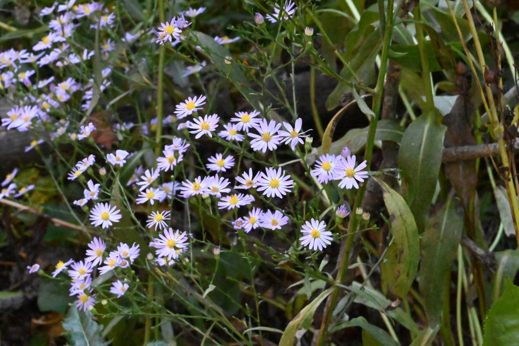 Seed Pack - Sky-blue Aster (Symphyotrichum oolentangiense)
