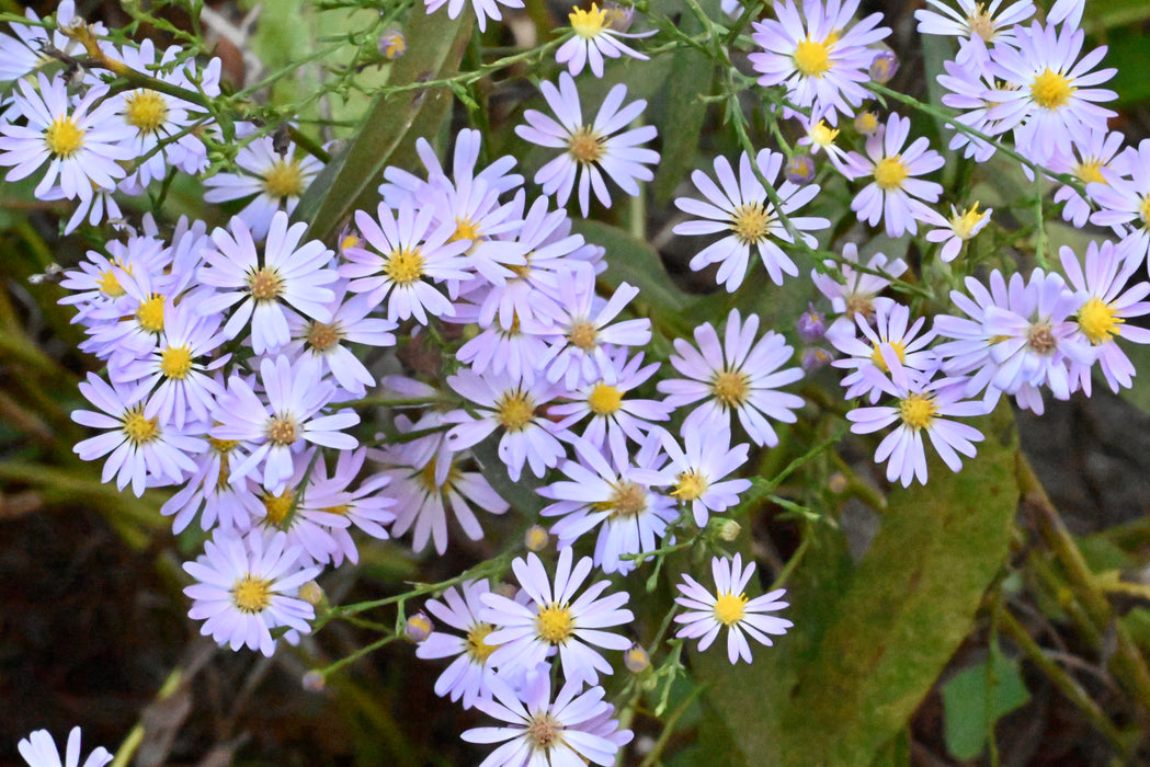 Seed Pack - Sky-blue Aster (Symphyotrichum oolentangiense)