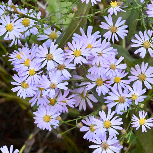 aster plant in pot Sky-blue Aster (Symphyotrichum oolentangiense) 2x2x3" Pot — Native Plants Unlimited LLC