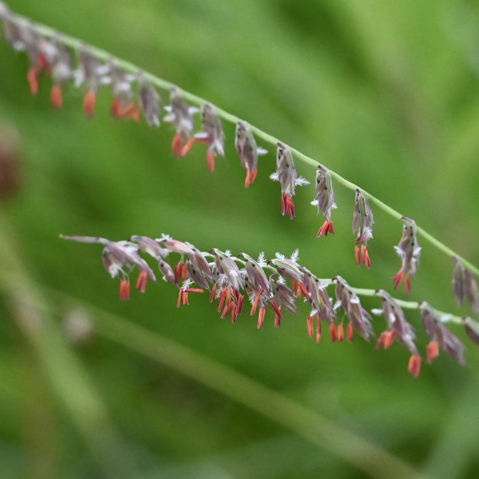 Side-oats Grama (Bouteloua curtipendula) 1 GAL